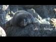 Seal on Rocks 1 1786
